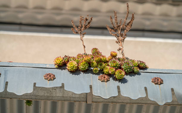 istock Cactus growing in a metal awning 1129165717