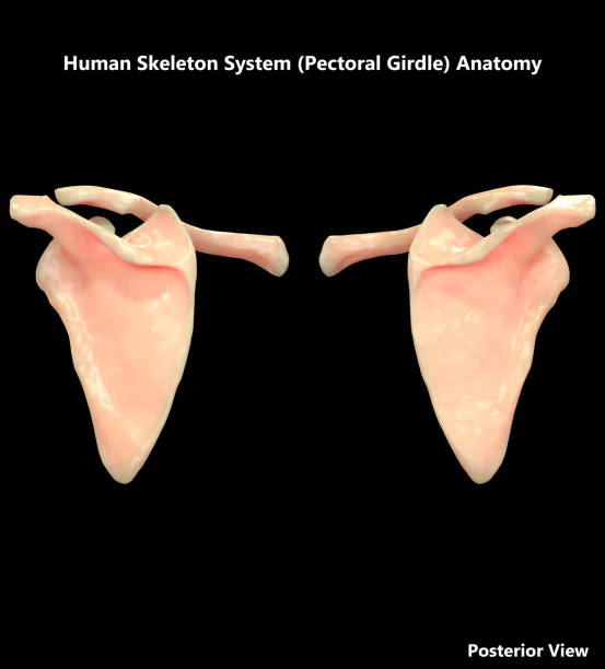 ludzki szkielet system pectoral girdle tylnej zobacz anatomię - ulna one person concepts rear view zdjęcia i obrazy z banku zdjęć