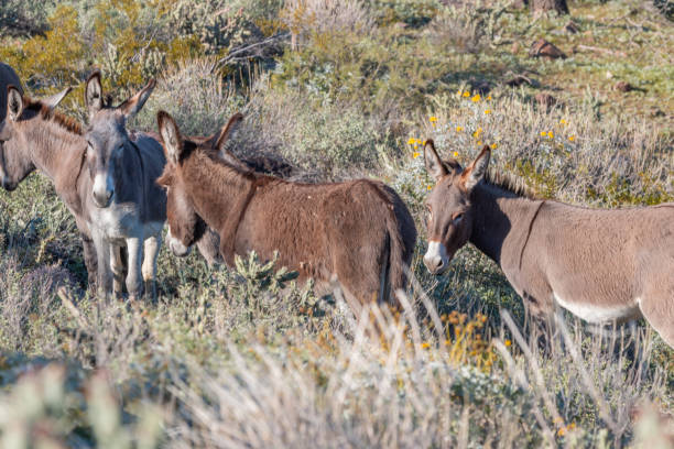 istock Wild Burros in the Desert in Spring 1129167467