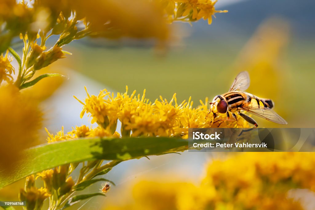 Fly walking among yellow forest of flowers Fly walking among yellow forest of flowers in a summer vibrant gossamer light Animal Dung Stock Photo