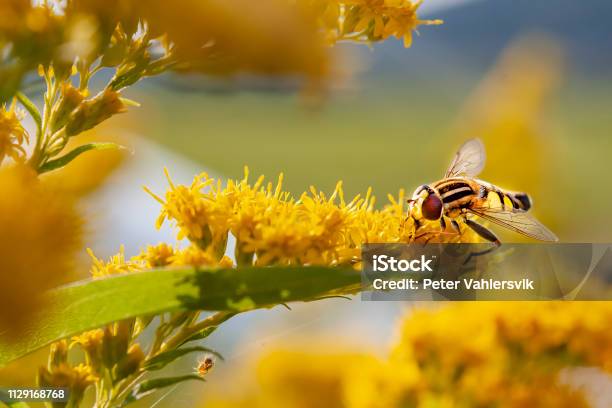 Fly Walking Among Yellow Forest Of Flowers Stock Photo - Download Image Now - Animal Dung, Animal, Animal Body