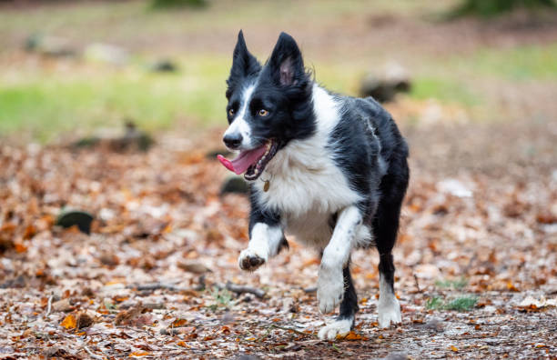 istock border collie in autumn fall woodland 1129169957