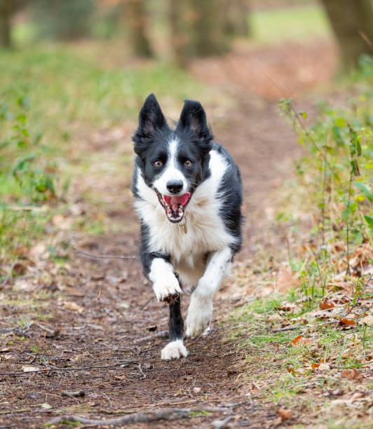 istock border collie in autumn fall woodland 1129169962