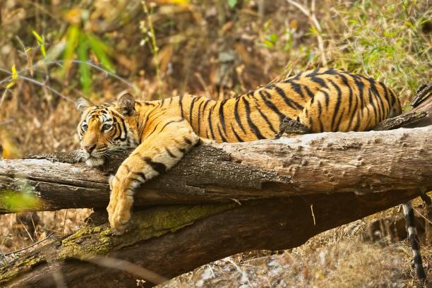 istock Chakradhara sub-adult tiger 1129170676