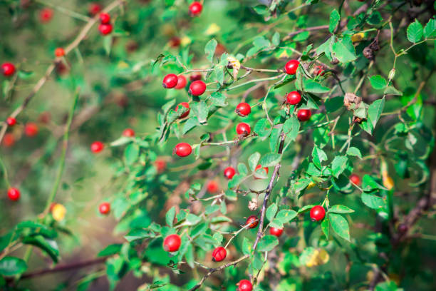 istock Berries of a dogrose on a bush 1129170966