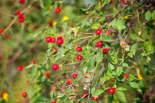 istock Berries of a dogrose on a bush 1129171100