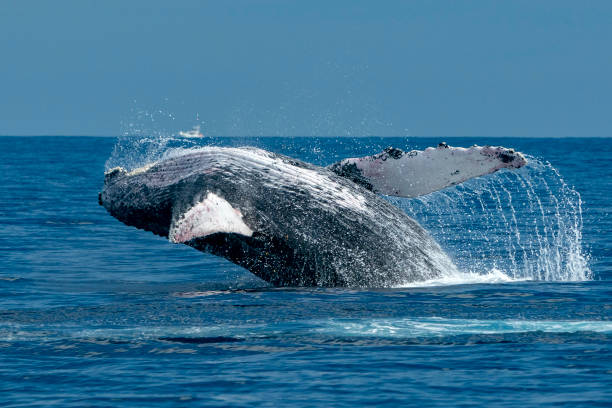 istock humpback whale breaching in cabo san lucas 1129171151