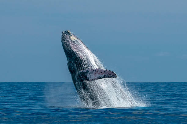 istock humpback whale breaching in cabo san lucas 1129171158