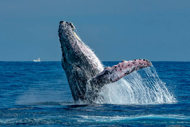 istock humpback whale breaching in cabo san lucas 1129171178