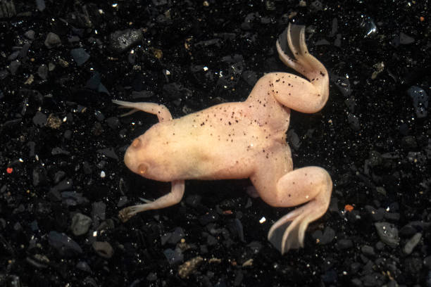 istock Albino frog africa close up 1129171269