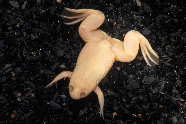 istock Albino frog africa close up 1129171395