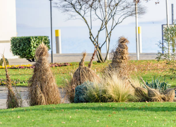 In winter the plants have to be protected afainst ice and snow