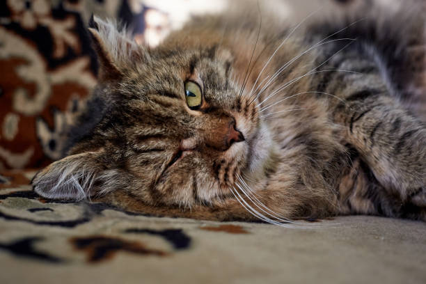 istock cat green eye on head 1129173284