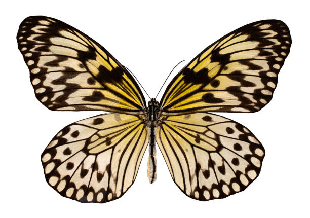 istock Color butterfly, isolated on white background with clipping path. Idea leuconoe 1129176173