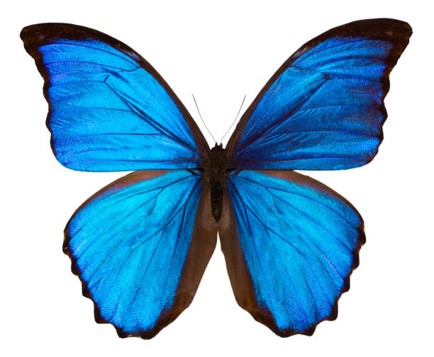istock Beautiful blue butterfly isolated on white background with clipping path.. MORPHO DIDUS 1129176175