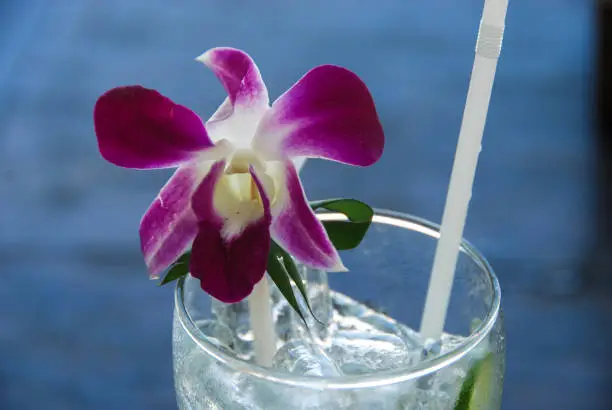 Ao Nang, Thailand - february 5, 2010 : purple thaï orchid in glass with ice