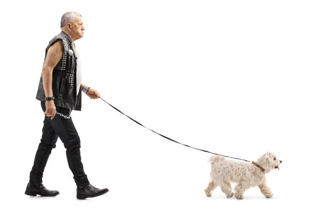 istock Grumpy senior man in leather vest walking a maltese poodle dog 1129176666