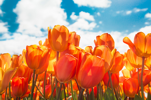 Orange tulips field against blue sky in a sunny day (Netherlands)