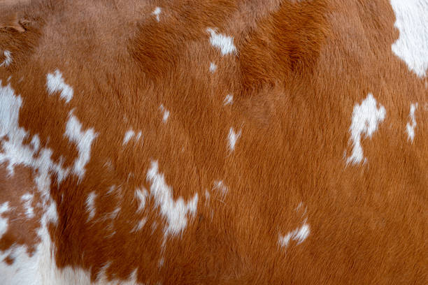 Side of a brown cow pet.