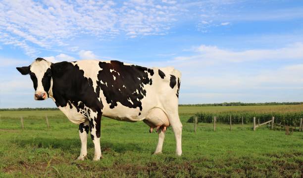 istock Holstein cow standing sideways in the field 1129178170