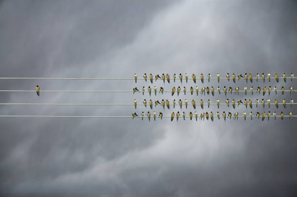 istock Individuality concept, birds on a wire, alone against mass 1129178474