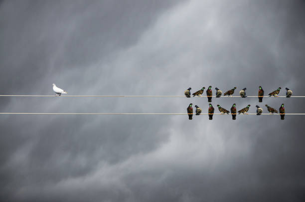 Racism concept, White and Black birds on wire Racism concept, White and Black birds on wire inconvenience photos stock pictures, royalty-free photos & images