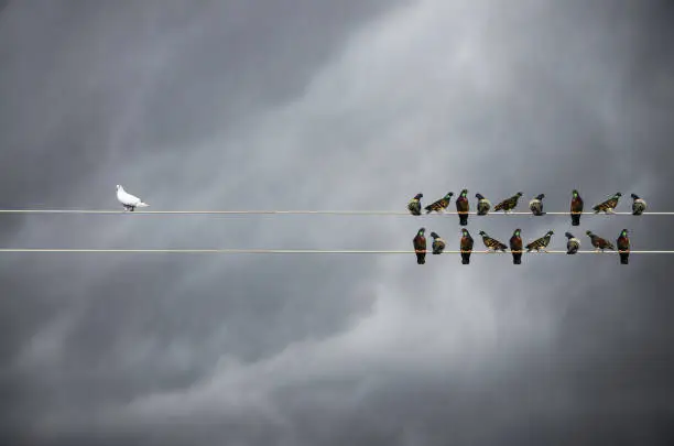 Photo of Racism concept, White and Black birds on wire
