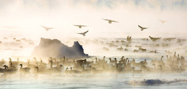 Geese happily flying and swimming in steaming Lake Michigan, subzero Winter temperatures.
