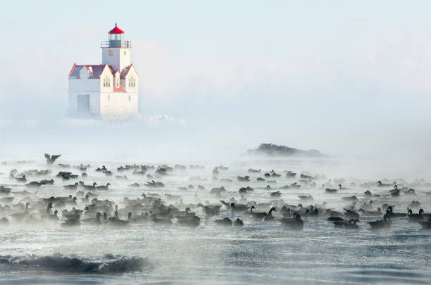 lighthouse in steaming foggy waters with geese and iceberg. - winter lake snow fog imagens e fotografias de stock