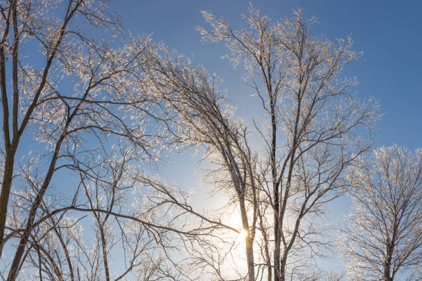 istock Sunrise through cold, glistening ice covered tree branches. 1129179426