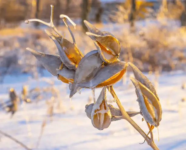 Ice coated milkweed pods in fencepost in cold Winter weather.