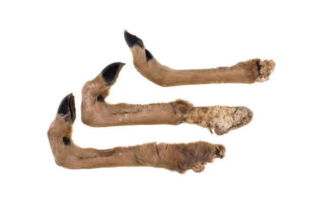 feet with hooves, antelope, deer isolated on white background