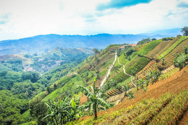 istock rice paddy field valley mountain tropical 1129179714