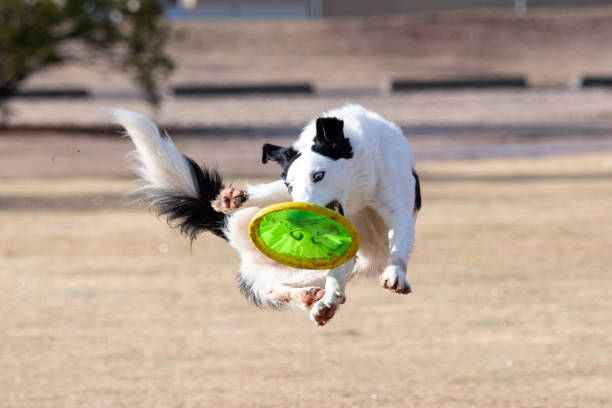 istock Border collie four paws off the ground catching a disc 1129180595