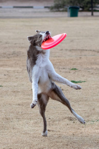 istock Brown and white dog with a disc 1129180597