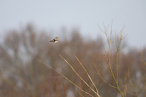 A great grey shrike (Lanius excubitor) perched in the cold morning sun in a tree. On the lookout searching for food.