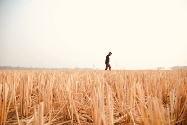 Young man walking around an agricultural field unique photo