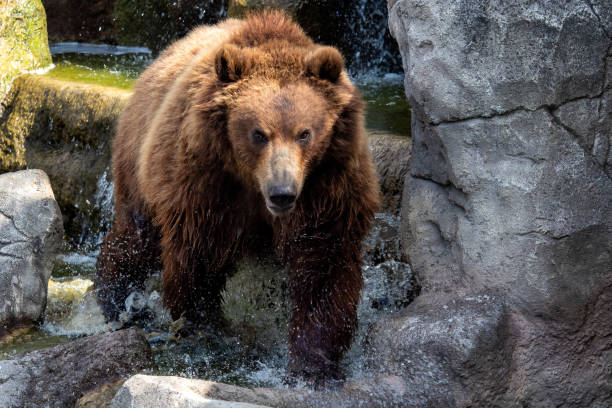 istock Portrait of brown bear (Ursus arctos beringianus). 1129182269