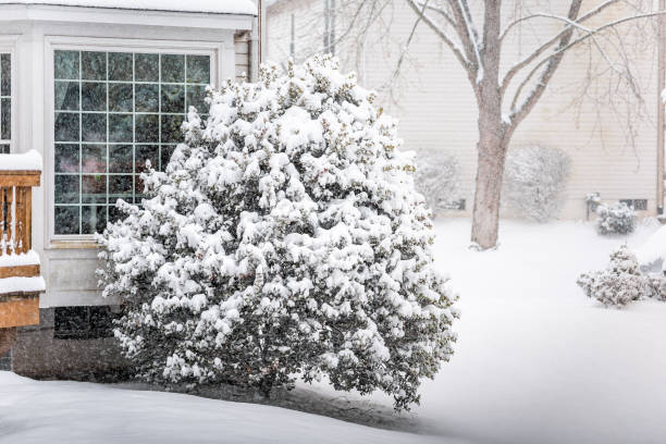 istock Snowstorm storm snowing weather outside outdoors with tree branches covered in snow in backyard yard of house in Virginia 1129185353