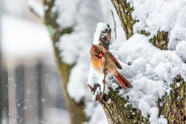 Puffed up female red northern cardinal Cardinalis bird sitting perched on tree branch with beak during winter in Virginia snow flakes falling