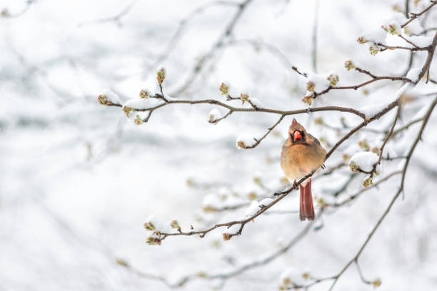 istock Puffed up female red northern cardinal Cardinalis bird sitting perched on tree branch during winter in Virginia snow flakes falling 1129185389