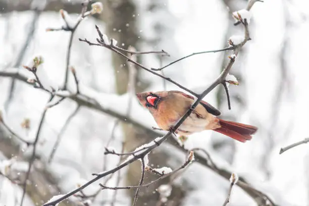 Puffed up angry one female red northern cardinal Cardinalis bird sitting perched on tree branch looking down during winter in Virginia snow flakes falling