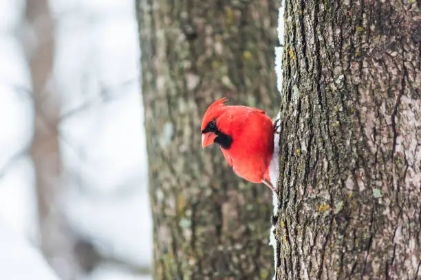 Funny one red northern cardinal bird, Cardinalis, perched on tree trunk sideways side during winter snow colorful in Virginia