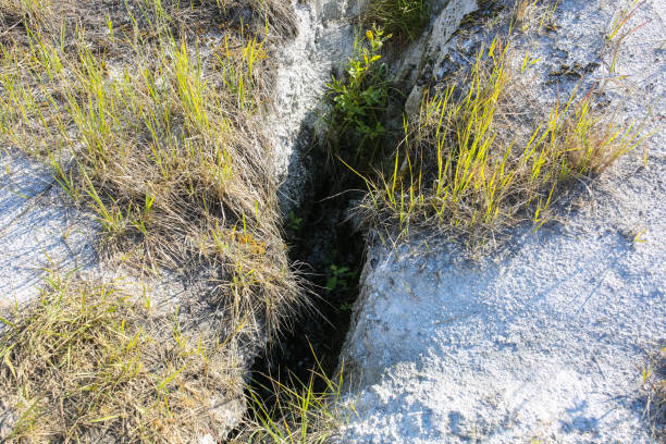 istock Dry grass growing on the white sand. Natural texture background. 1129185626