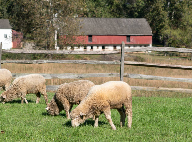 istock Sheep in field, red barn in background 1129186335