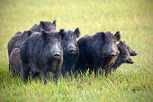 A herd of wild boars on a meadow with grass wet from dew.