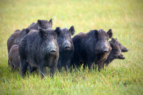 A herd of wild boars on a meadow with grass wet from dew. stock photo