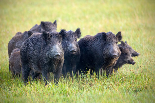 uma manada de javalis selvagens em um campo com grama úmida de orvalho. - wild boar - fotografias e filmes do acervo