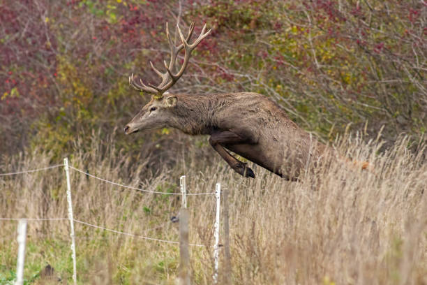 Red deer, cervus elaphus, stag jumping over fence captured mid air. Concept of wild animal migrating to agricultural fields. Concept of a mammal overcoming an obstacle.