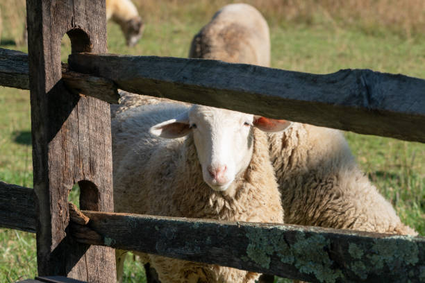 istock Sheep in fenced in field 1129186359